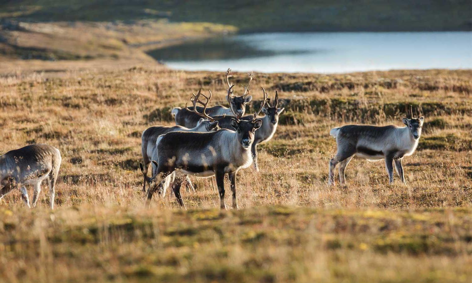 Caribou in the Finland tundra